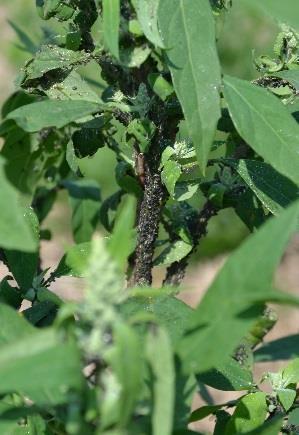 bob (Vicia faga), fazole