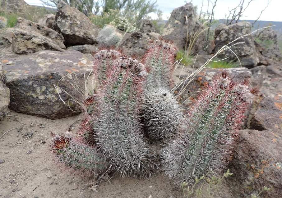 Austrocactus dusenii, KL13-022, 2 km od města TELSEN Zajeli jsme do restaurace na jídlo a pivečko. Nabídli nám několik jídel, vybrali jsme si řízek a rajčatový salát.