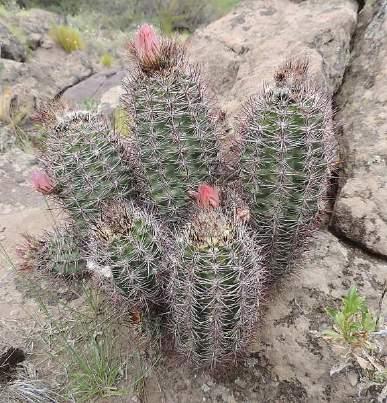 Nádherné byly Notocactus submammulosus, které bychom zde nečekali, Gymnocalycium chubutense a na závěr Franta našel první malé