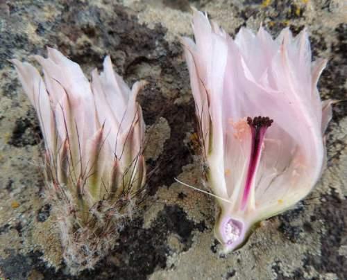 Austrocactus patagonicus má 4 cm dlouhé a 5 cm široké, trubkovité květy, konečky okvětních lístků jsou narůžovělé, krémové až