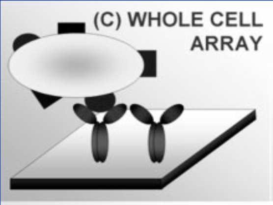 array Tissue