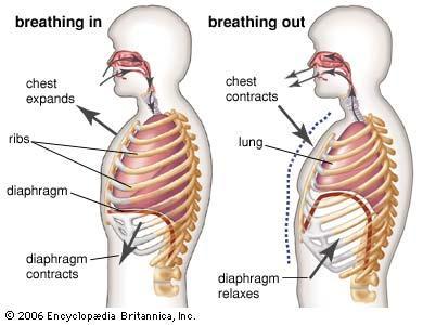 1.3 ZÁKLADNÍ KINEZIOLOGIE DÝCHACÍHO SYSTÉMU Obrázek č. 2: Kinetika dýchání, http://www.britannica.com/ebchecked/topic/78571/breathing [cit. 2015-04-10]. 1.3.1 Dýchací pohyby a kinetika plic V pleurální dutině je lehce nižší tlak než atmosférický.