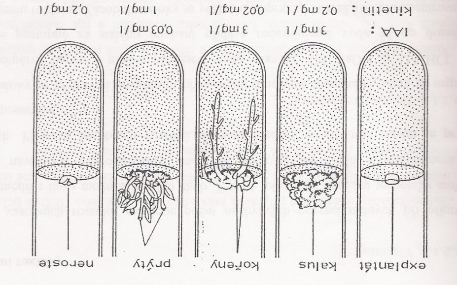 povaţován za nativní cytokinin, zatímco kinetin představuje syntetický cytokinin. 3. Gibereliny: hlavními zástupci jsou kyselina giberelová (GBA) a giberelin.