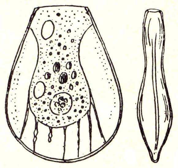 Čeleď: Hyalospheniidae krytenky s.str.