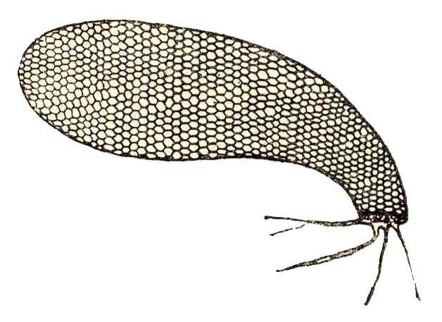 Čeleď: Cyphoderiidae nitkonozí - vybraní zástupci Cyphoderia ampulla, schránka je zahnutá, žlutá a hnědá; sapropel, rašeliníky a vodní