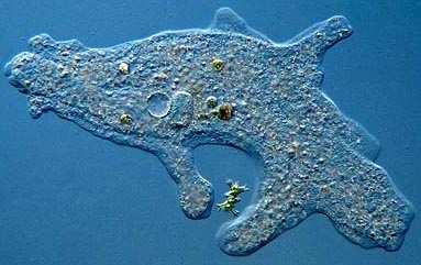 Říše Amoebozoa nejbližší příbuzní říše Opisthokonta u bazálních linií