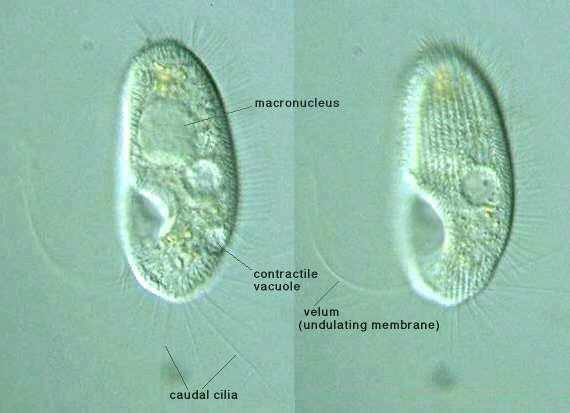 (plachetka) Cyclidium sp.