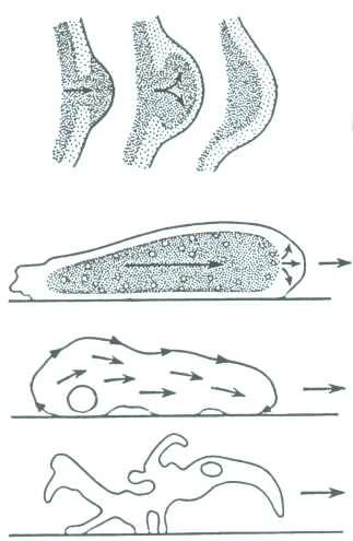 Lobosea - lalokonozí zrnitá polotekutá endoplazma světlolomná gelovitá ektoplazma charakteristické je vytváření panožek