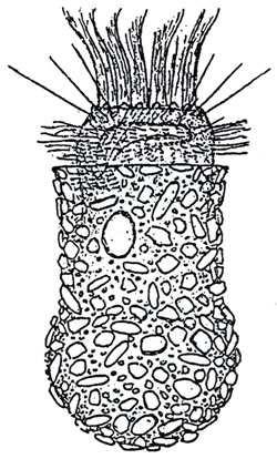 hlavně velkých řek, 80 µm Tintinnidium sp.