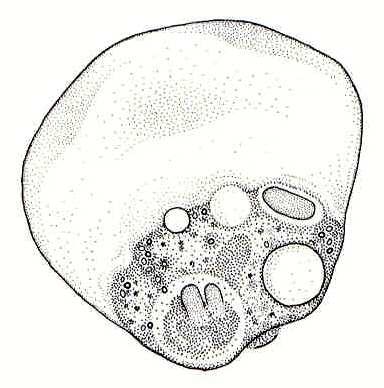 améby - vybraní zástupci Čeleď: Vanellidae Vanella platypodia,