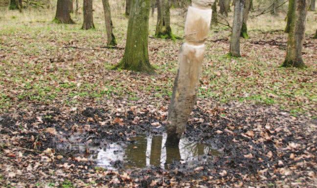 prase divoké : ÚKOL 3 V lese v okolí tohoto kůlu a kaliště (bahnité místo, navštěvované především černou a jelení zvěří) lze nalézt především stopy jednoho živočišného druhu. O který druh se jedná?