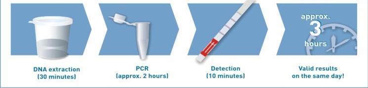 Tři jednoduché kroky Izolace DNA ze vzorku Amplifikace cílové sekvence (PCR) Detekce značeného
