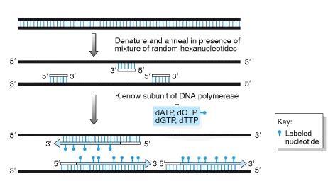 Nahodilé značení random primer DNA labeling =