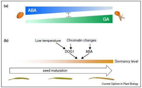 Geny specifické pro dormanci 10 DOG1 = DELAY OF GERMINATION 1 Arabidopsis; zesiluje dormanci indukovanou nízkou teplotou; konzervovaný gen; působí nezávisle na ABA; jeho funkce není známa DOG1 a ABA