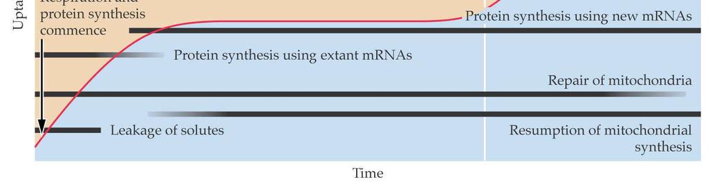 výtok ustává Oprava mitochondrií a opětovné zahájení jejich syntézy Syntéza proteinů z nově