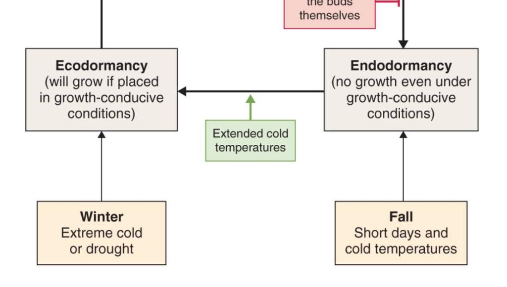 Ekodormance - dormance, způsobená nedostatkem vhodných vnějších faktorů indukujících klíčení Endodormance -