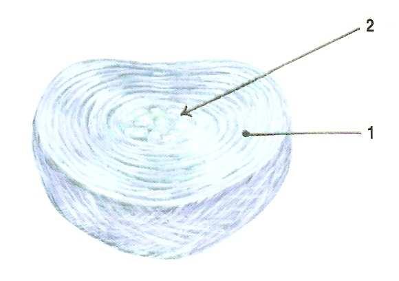 Nucleus pulposus je vodnaté řídké jádro diskovitého tvaru, které se nachází uvnitř meziobratlového disku. Obr.