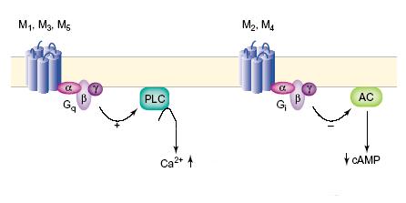 1.2 Klasifikace a struktura muskarinových receptorů 1.2.1 Podtypy muskarinových receptorů Muskarinové acetylcholinové receptory patří do rozsáhlé rodiny receptorů spřažených s G-proteiny (GPCR; G-protein coupled receptors).