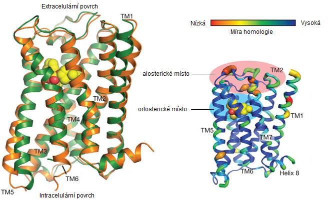 zbytky na cytoplazmatickém konci segmentu TM6, stojí pravděpodobně za odlišným preferenčním spřahováním receptorů s G-proteiny, jak již bylo zmíněno v předchozím odstavci.