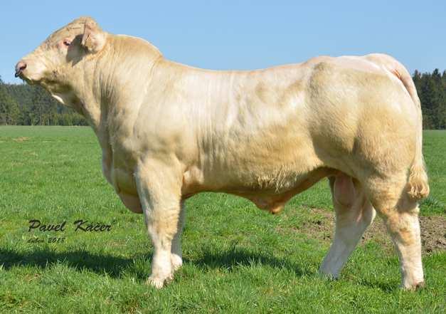 Nabídka ID CHAROLAIS na rok 2019 Vážení chovatelé plemene Charolais. V naší nabídce ID na rok 2019 jsou minimálně 3 novinky. Kompletní nabídku Vám zašleme na vyžádání nebo je na našem webu www.