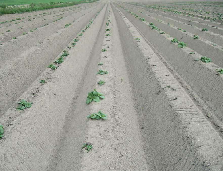 Grf 1 Vlhkost půdy v různých typech hrůbků během vegetce brmbor (Věž, 31. 5. 17) Grf 1b Vlhkost půdy v různých typech hrůbků během vegetce brmbor (Věž, 3.