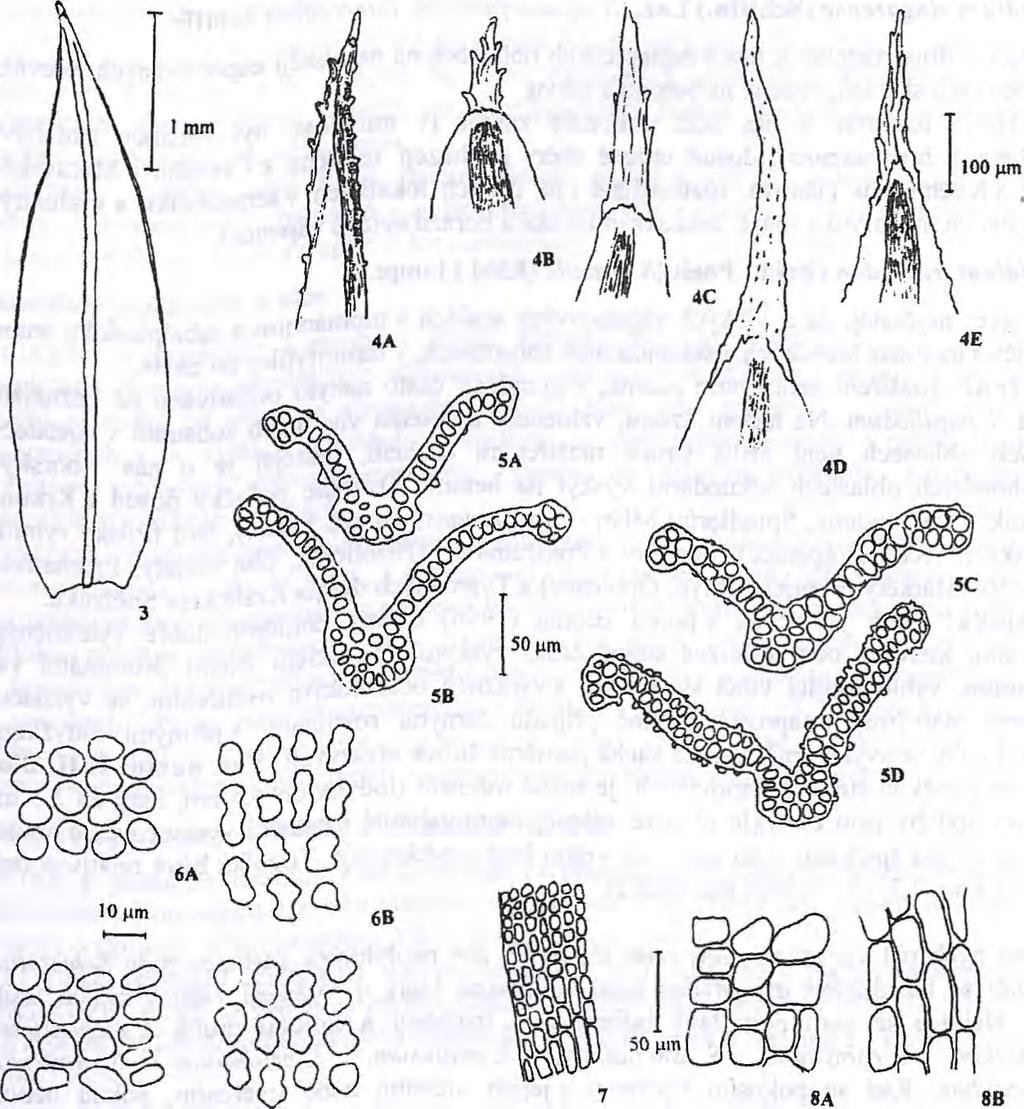 8 Bryonora, Praha, 25 (2000) 6C 60 Legenda k obrázkům 1: Schistidium rivulctre, tobolka za vlhka; 2: vršek lodyhy s tobolkou za sucha - A: S. apocarpum, B: 5. lancifolium, C: S. trichodon, D: S.