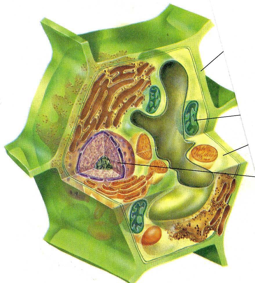STAVBA ROSTLINNÉ BUŇKY buněčná stěna cytoplazmatická membrána endoplazmatické retikulum