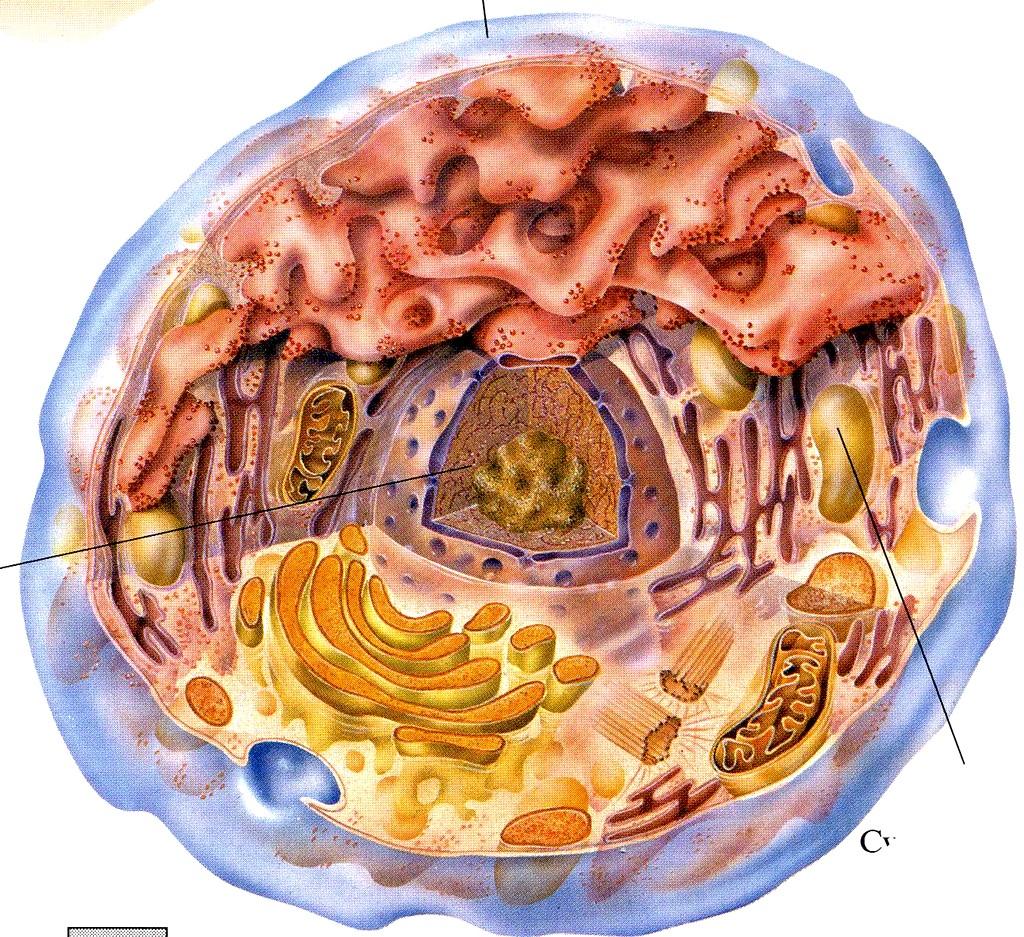 STAVBA ŢIVOČIŠNÉ BUŇKY cytoplazmatická membrána endoplazmatické