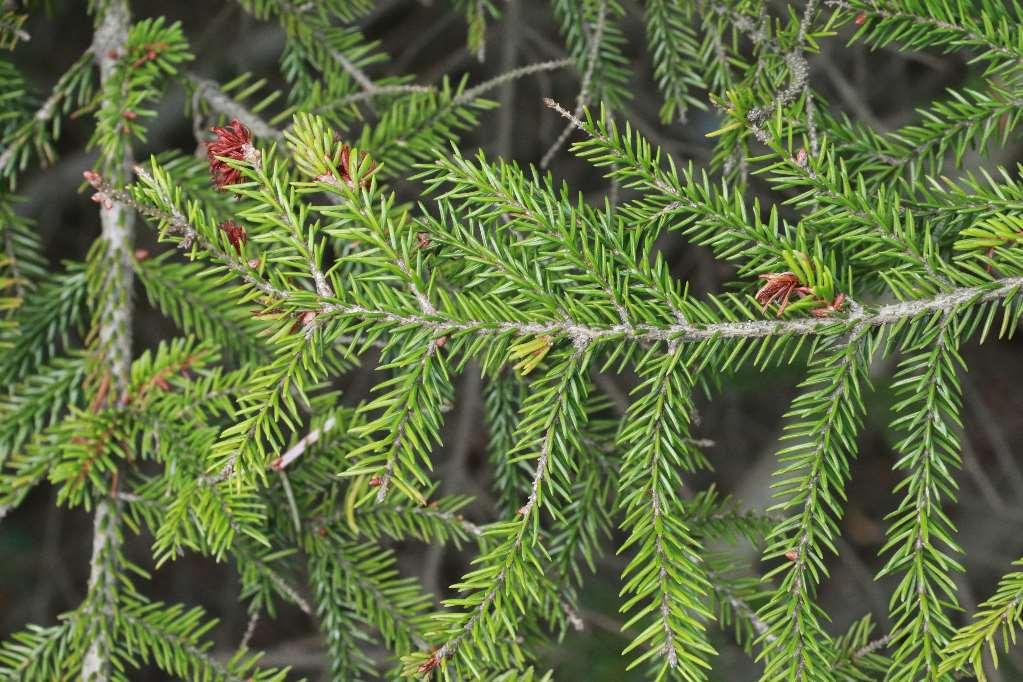 kavkazsko-euxínský druh o Picea orientalis sect.