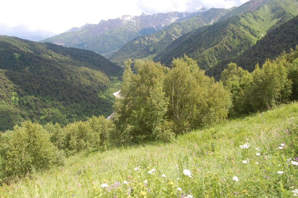 Kavkaz Betula litwinowii u lesní hranice Subalpínské lesy