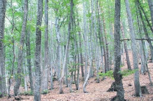 Vegetace Listnaté lesy severních svahů 300 900 m: smíšené lesy Quercus petraea Q.