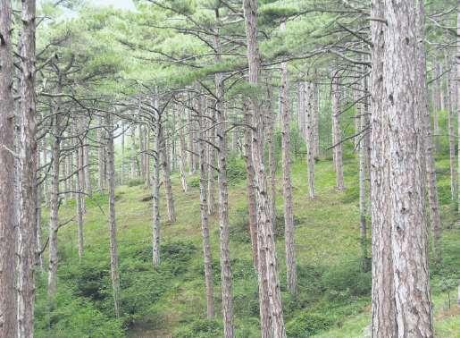 Vegetace Jižní svahy Jajly střední část Bory s Pinus nigra subsp.