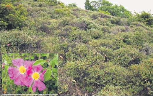 mutica Juniperus oxycedrus Bory s Pinus brutia (= P. pityusa, P. stankewiczi) Garigue o o Cistus creticus subsp.