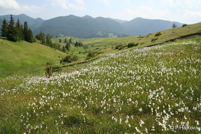 Vegetační klasifikace rašelinišť Caricion davallianae (calcareous fens, extremely rich fens) Dg.