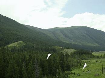 5 6 indexových druhů jsme zjistili na našich studijních plochách na Altaji.