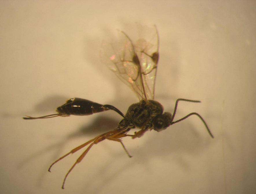 řepkového je to lumek T. fulvipes. Samičky parazitoidů kladou vajíčka do larev krytonosců, které jsou v této době uvnitř pletiv. V Polsku a Německu byla z larev k.