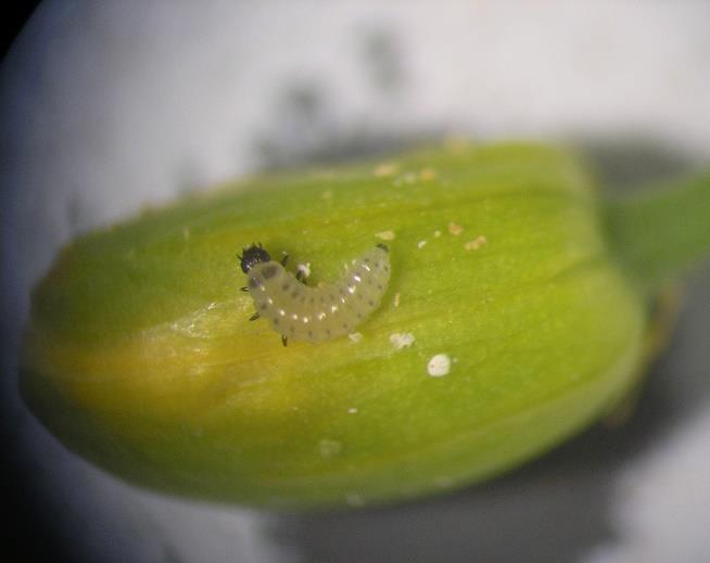 Obr. III.3.3/4 Larva II. instaru blýskáčka řepkového nacházející se na povrchu zeleného poupěte (Foto: M.