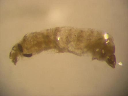 Zatímco vajíčka druhu Tersilochus heterocerus jsou v parazitovaných larvách II. instaru blýskáčka dobře viditelné (Obr. III.3.