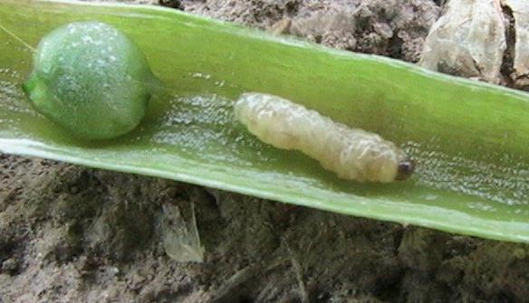 až 5 týdnů. Po ukončení žíru larvy vypadávají z rostlin a kuklí se mělce pod povrchem půdy.