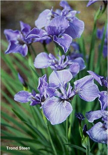 Iris virginica