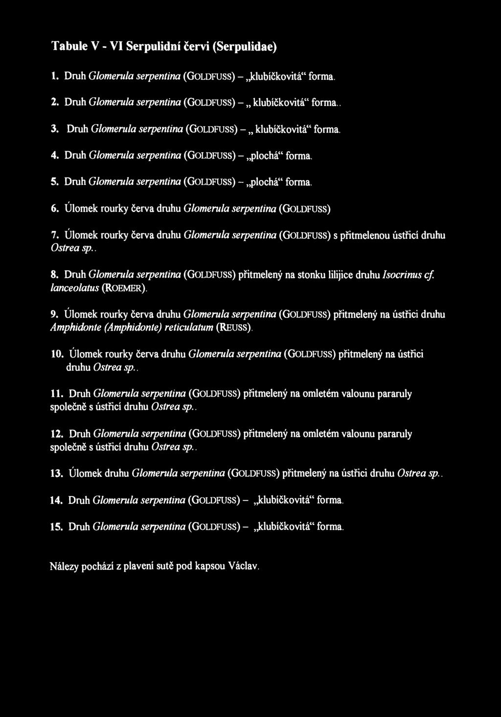 Tabule V - VI Serpulidní červi (Serpulidae) 1. Druh Glomerula serpentina (GOLDFUSS) - klubíčkovitá" forma. 2. Druh Glomerula serpentina (GOLDFUSS) - klubíčkovitá" forma.. 3.