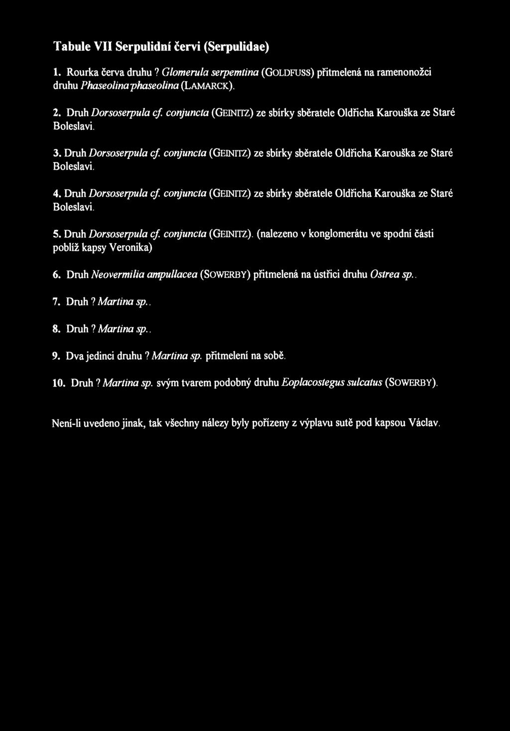 Tabule VII-VI Serpulidní červi (Serpulidae) 1. Rourka červa druhu? Glomeruli* serpemtina (GOLDFUSS) přitmelená na ramenonožci druhu Phaseolina phaseolina (LAMARCK). 2. Druh Dorsoserpula cf.