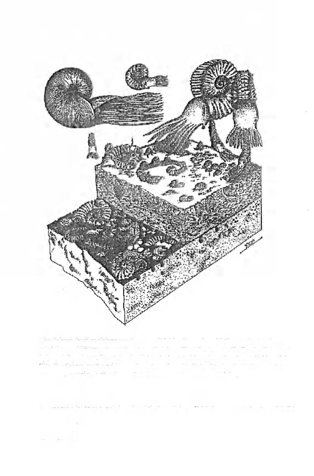 PRACOVNÍ LIST - PALEONTOLOGIE Druhohory - křída Živočichové, kteří se aktivně vznášeli ve vodě křídového moře, měli tělo opatřené stočenou schránkou z uhličitanu vápenatéto a tuto schránku měli