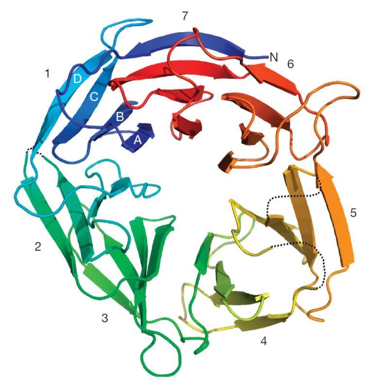 předpokládalo, že je určená k navázání BRCA2 (Chen et al., 1998). Struktura C-koncové části proteinu byla detailně krystalograficky popsána.