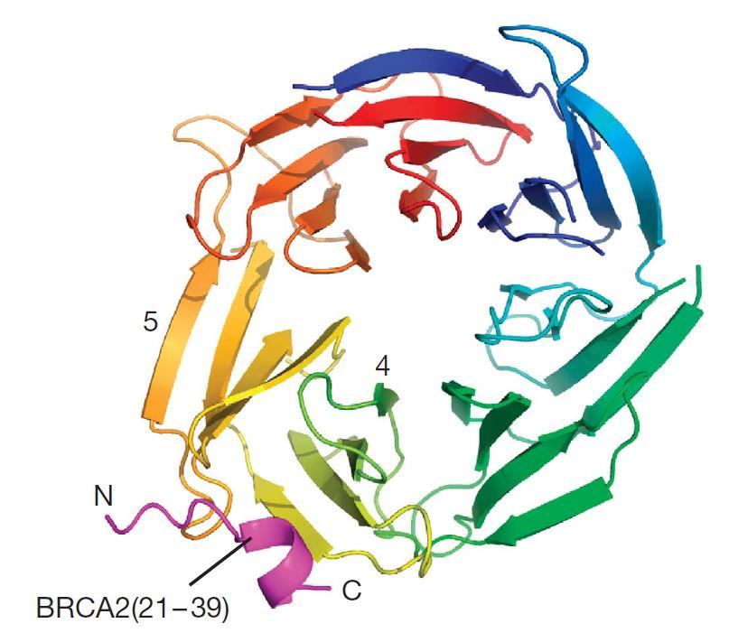 Obrázek č. 6: Znázornění vazby krátkého α-helixu na N-konci proteinu BRCA2 (purpurová barva) přes hydrofobní kapsu mezi 4 a 5 lopatkou na proteinu PALB2. Převzato z (Oliver et al., 2009).