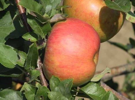 TOPAZ Excellent winter variety Organic orchards abroad Harvest: Early Oct Storage: Jan-Apr Origin: ÚEB AV Czech Rep.