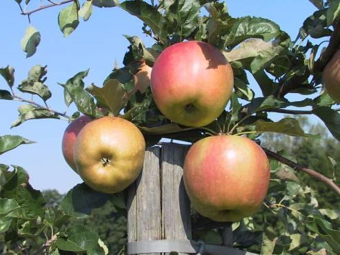 ANGOLD Winter variety Harvest: end of Sep Storage: Until March Origin: VŠÚO Holovousy, Golden Delicious x Antonovka Growth and productiveness: Medium vigorous growth, early and