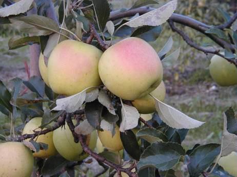 DENÁR Early winter Harvest: Mid-Oct Storage: Dec-Feb Origin: ŠS Těchobuzice Growth and productiveness: Medium vigorous growth, early and abundant