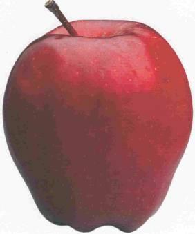 RED DELICIOUS + mutations Winter variety Harvest: End of Sep Storage: Until March Very