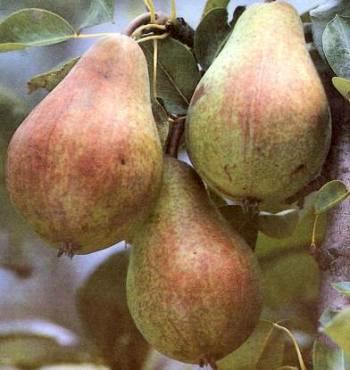 PEAR TREE CLAPPOVA Harvest: mid-sep Optimum ripeness